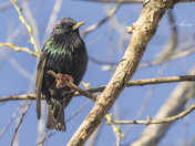 European starling
