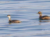 Horned grebes