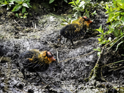 American Coot Chicks