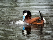 Ruddy Duck