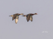 Flying wood ducks