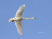 Mute swan