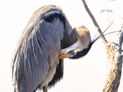 Great blue heron
