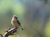 Sitting with Regal Dignity