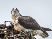 Getting the 'Eagle Eye' from an Osprey!