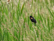 Rocking Red Winged Black Bird