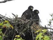 Feathered Friends!!!!