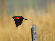 Bear Lake National Wildlife Refuge