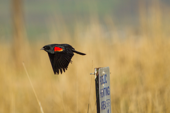 Bear Lake National Wildlife Refuge