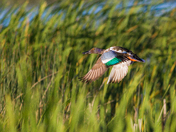 Bear Lake National Wildlife Refuge 