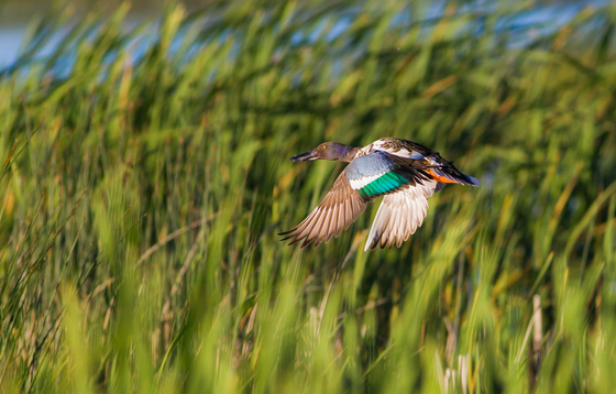 Bear Lake National Wildlife Refuge 