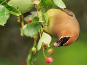 Hungry Waxwing