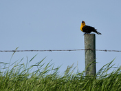 I Could Sing All Day