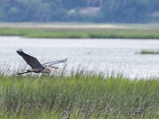 Pinckney Island National Refuge