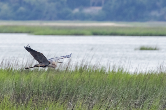 Pinckney Island National Refuge