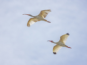 Pinckney National Wildlife Refuge