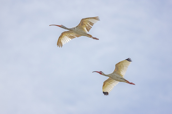 Pinckney National Wildlife Refuge