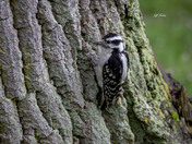 Downy woodpecker