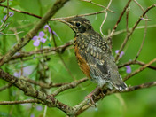 American robin fledgling
