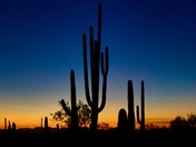 Saguaro National Park