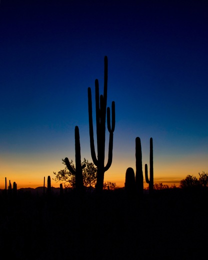 Saguaro National Park