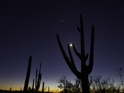 Saguaro National Park