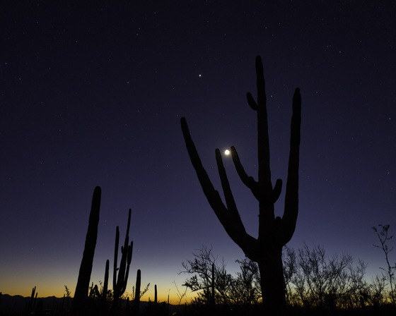 Saguaro National Park
