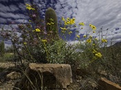 Saguaro National Park