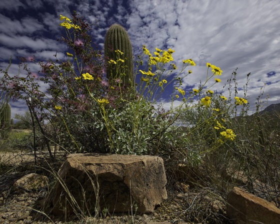 Saguaro National Park