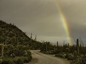 Saguaro National Park