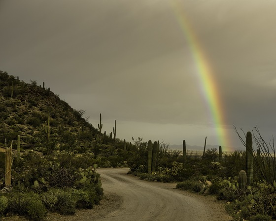 Saguaro National Park
