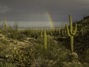 Saguaro National Park