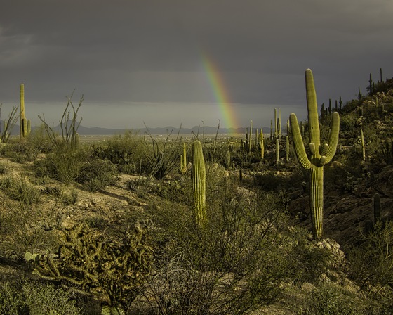 Saguaro National Park