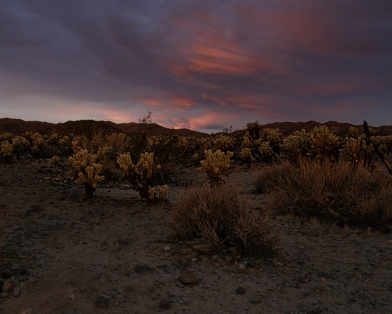 Joshua Tree National Park