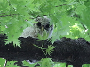 Mississippi National River & Recreation Area