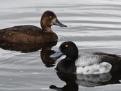 Pair odf Scaupe