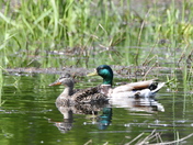 Drake and Hen Mallard
