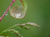 Droplet