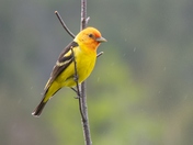 Sunshine and Raindrops