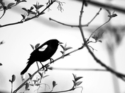 Bird on the branch