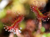 Carnivorous Plant in the Bog