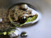 Frog Found in a Creek