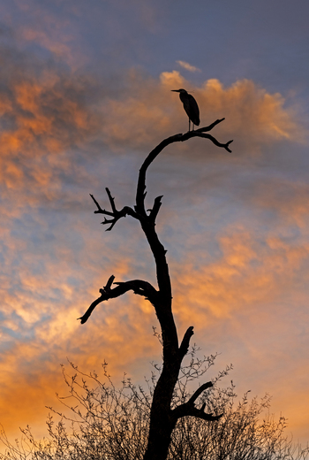Tonto National Forest