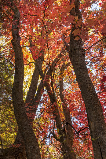 Tonto National Forest