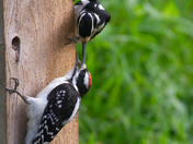 Mother Hairy Woodpecker feeding her youngster