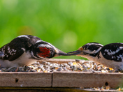 Mother Hairy Woodpecker feeding her youngster