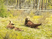 Mother & Son Grizzly Doing Yoga