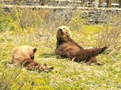 Mother & Son Grizzly Doing Yoga
