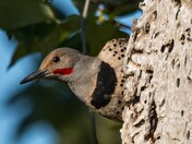 Flicker catching a meal.