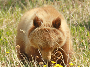 Mother & Son Grizzly Bears doing Yoga